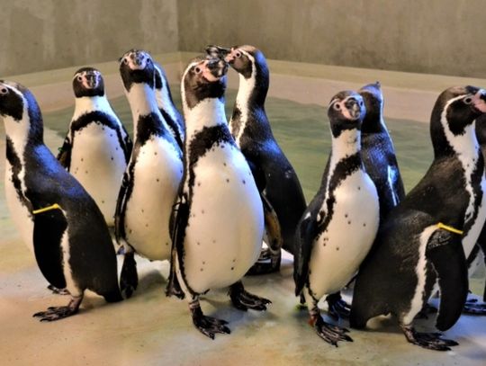 Pingwiny zadomowiły się w śląskim zoo
