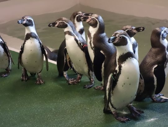 Pingwiny zamieszkały w chorzowskim zoo