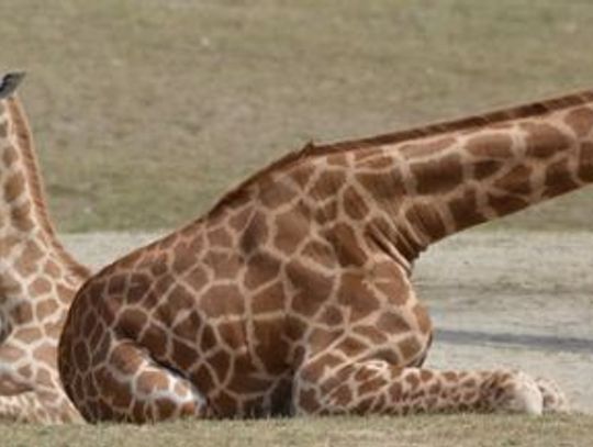  Plebiscyt DZ: wybierz imię dla żyrafki z chorzowskiego zoo!