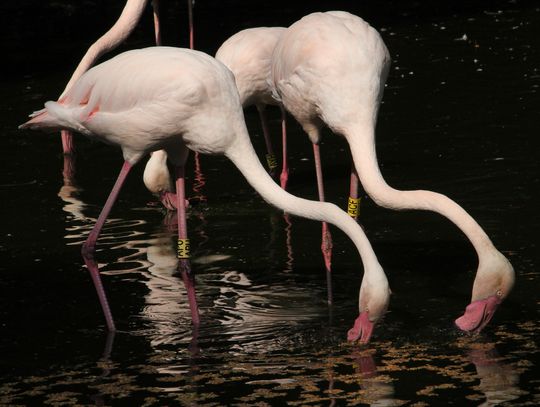 Po warsztatach czas sprawdzić swoją wiedzę! Śląskie zoo ogłosiło konkurs