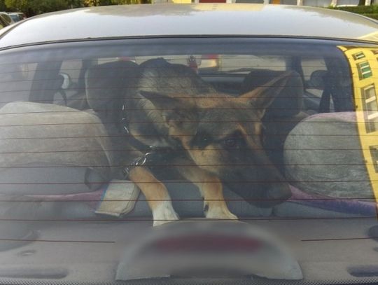 Podczas wakacji zatroszczmy się o zwierzęta