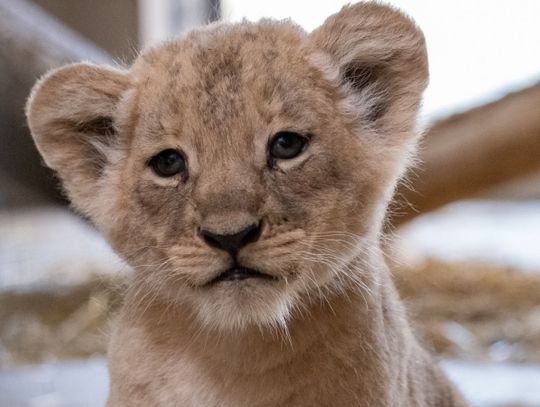 Podsumowanie 2023 roku w chorzowskim zoo. "Dzięki zaangażowaniu personelu oraz wsparciu odwiedzających udało się osiągnąć wiele sukcesów"