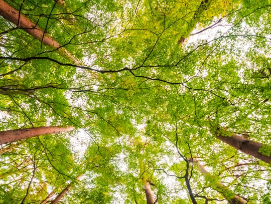 Pójdą sprzątać las