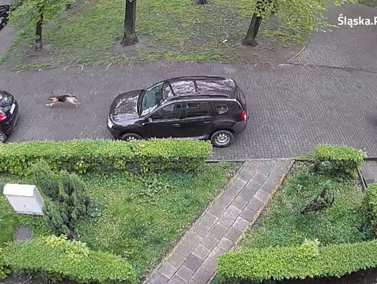 Policja złapała wandala. Okazał się nim... pies!
