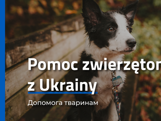 Pomoc dla zwierząt z Ukrainy