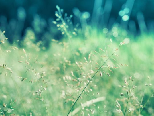 Pomysł na zielone przestrzenie