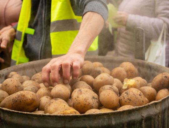 Pora na wykopki! Przed nami Dzień Kartofla w chorzowskim Skansenie