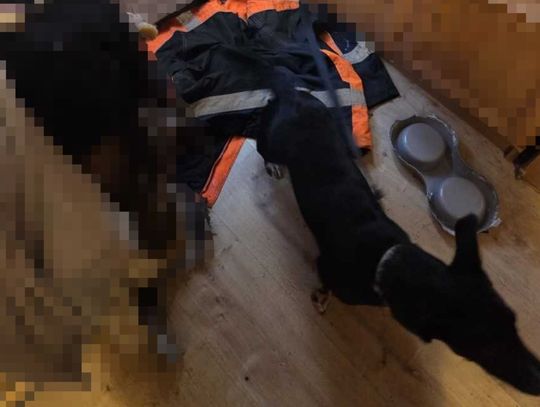 Porzucony i głodny pies czekał na pomoc. 22-latek ze Świętochłowic odpowie za znęcanie się nad zwierzęciem Porzucony i głodny pies czekał na pomoc. 22-latek ze Świętochłowic odpowie za znęcanie się nad zwierzęciem