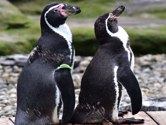 Poszukiwane imię dla pingwina