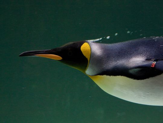 Powrót pingwinów do chorzowskiego ZOO