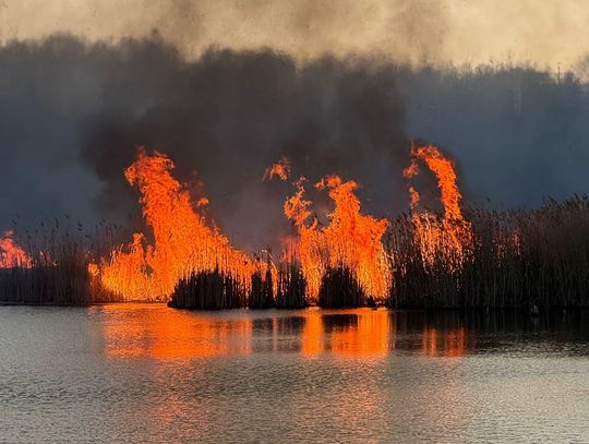 Pożar na terenie Żabich Dołów. Walka z żywiołem trwała kilka godzin Pożar na terenie Żabich Dołów. Walka z żywiołem trwała kilka godzin