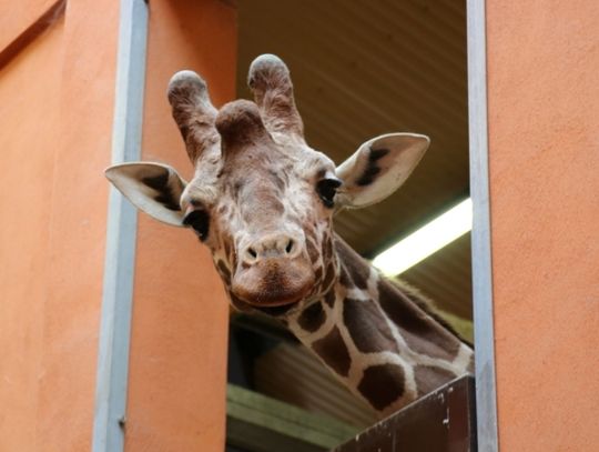 Poznajcie Ignasia - nowego mieszkańca chorzowskiego ZOO [ZDJĘCIA]