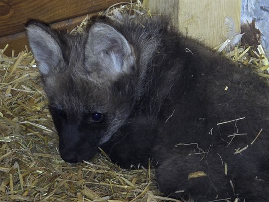 Poznaliśmy płeć wilków, które urodziły się w chorzowskim zoo!