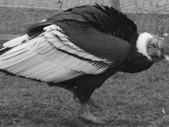Pracownicy zoo żegnają Baltazara