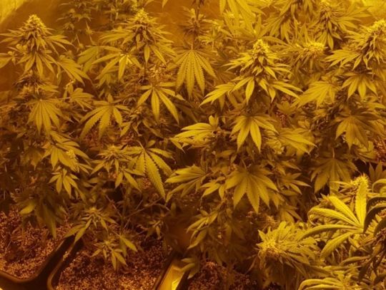 Produkował narkotyki na dużą skalę