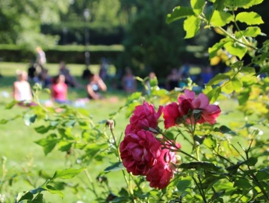 Przed nami ostatnie śniadanie na trawie