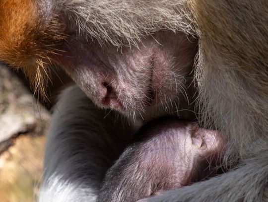 Przeprowadzka, narodziny i pożegnanie - marzec w chorzowskim zoo