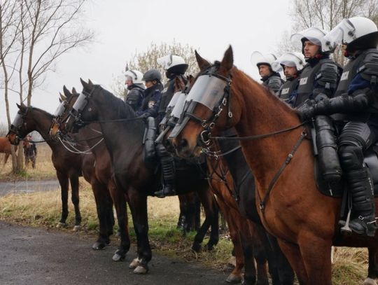 Rekrutacja do policji konnej