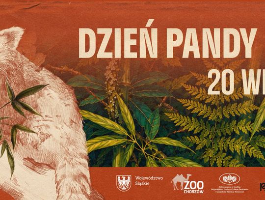 Rude futro, puszysty ogon i sporo tajemnic do odkrycia. Przed nami Dzień Pandy Rudej