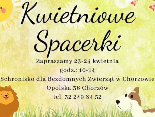 Ruszają "Kwietniowe spacerki z kundelkami"!