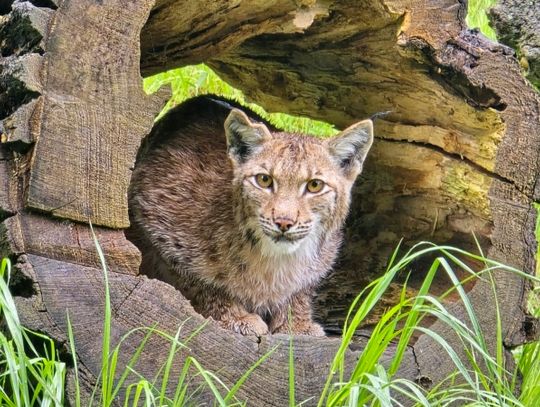 Ryś euroazjatycki nowym mieszkańcem chorzowskiego zoo