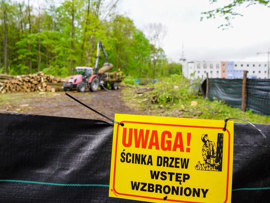 Rzeź tysiąca drzew w pobliżu Parku Śląskiego. Wszystko zgodnie z prawem [ZDJĘCIA]