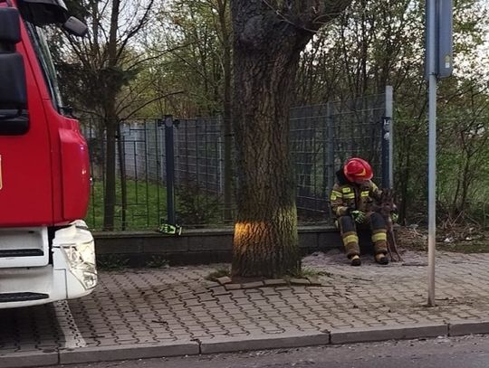 Sarna utknęła w płocie. Interweniowali strażacy i Leśne Pogotowie