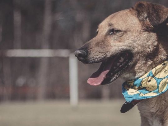 Schronisko zaprasza na Dni Otwarte