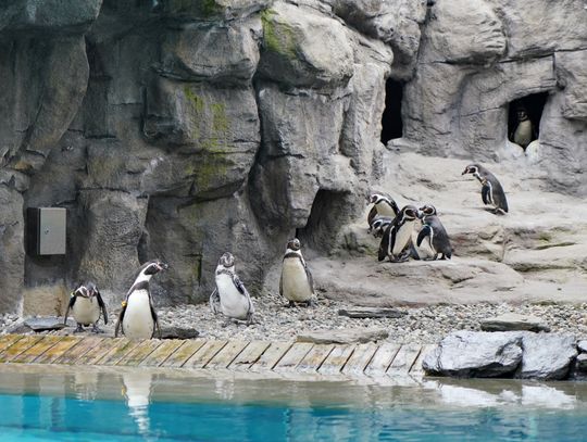 Sezon wiosenno-letni oficjalnie rozpoczęty. Na wybieg chorzowskiego zoo powróciły pingwiny!