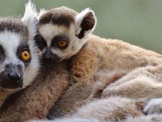 SILESION: Lemurowe święto w chorzowskim ZOO