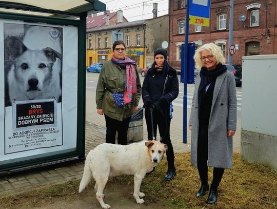 "Skazany za bycie dobrym psem"- wyjątkowa akcja chorzowskiego Schroniska i Miasta Chorzów