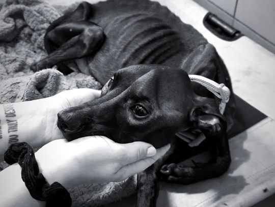 Skrajnie wychudzony pies nie przeżył – mieszkanka Świętochłowic odpowie za znęcanie się ze szczególnym okrucieństwem Skrajnie wychudzony pies nie przeżył – mieszkanka Świętochłowic odpowie za znęcanie się ze szczególnym okrucieństwem