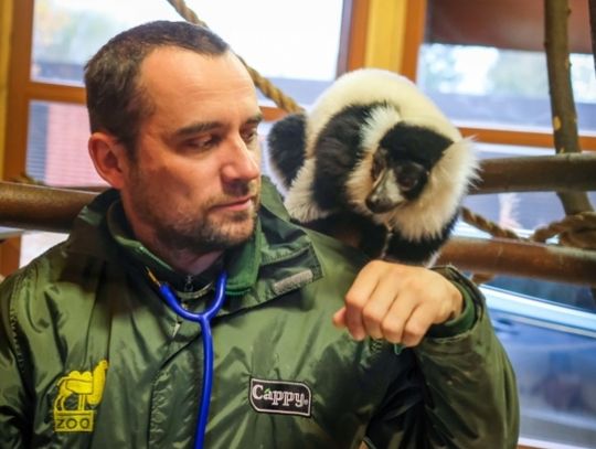 Śląski doktor Dolittle. Można go spotkać w chorzowskim zoo
