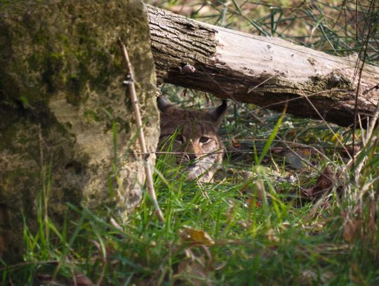 Śląski Ogród Zoologiczny ma nowego mieszkańca! Samica należy do największych kotów występujących w Europie