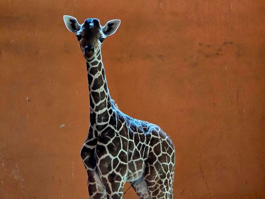 Śląskie zoo: poznaliśmy płeć nowo narodzonej żyrafy