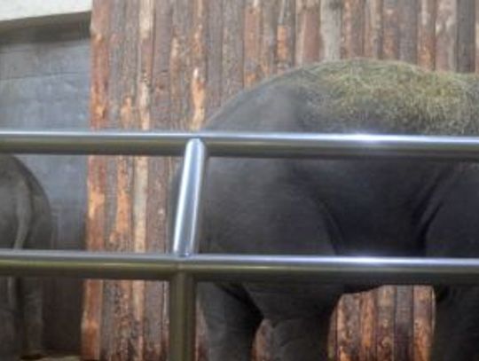 Słonie oficjalnie powitane w chorzowskim ZOO