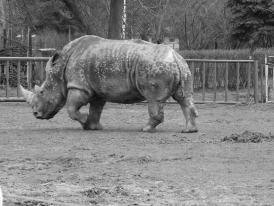 Smutne wiadomości w ZOO