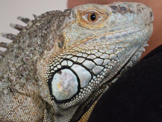 Stowarzyszenie Orle Pióro od lat pomaga egzotycznym zwierzętom