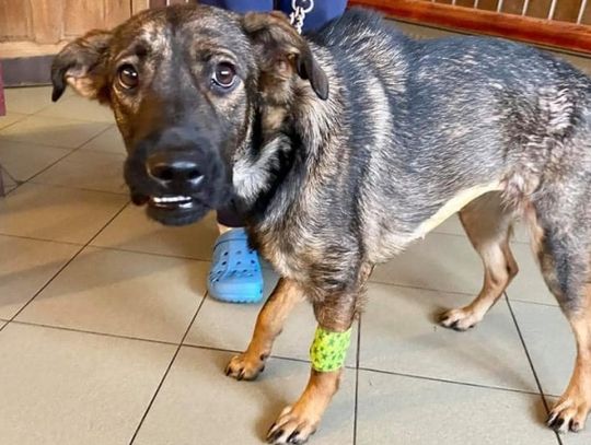 Suczka uratowana przez chorzowianina znalazła nowy dom