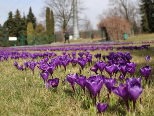 Szukamy wiosny w Parku Śląskim