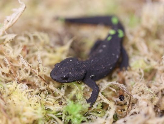 Traszki wietnamskie zamieszkały w Śląskim Ogrodzie Zoologicznym
