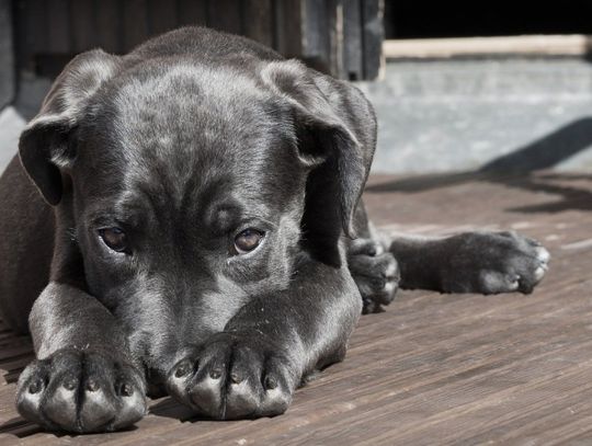 Truciciel psów w Chorzowie! Są czworonożne ofiary!
