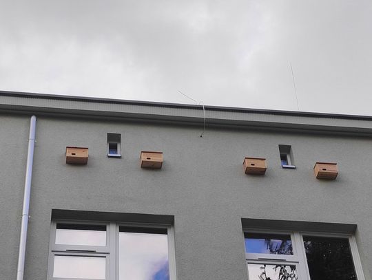 Trwa termomodernizacja chorzowskiej placówki oświatowej. Podczas prac nie zapomniano o skrzydlatych mieszkańcach budynku