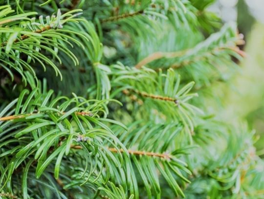 Trwa zbiórka choinek. Sprawdź kiedy przyjadą po twoją!