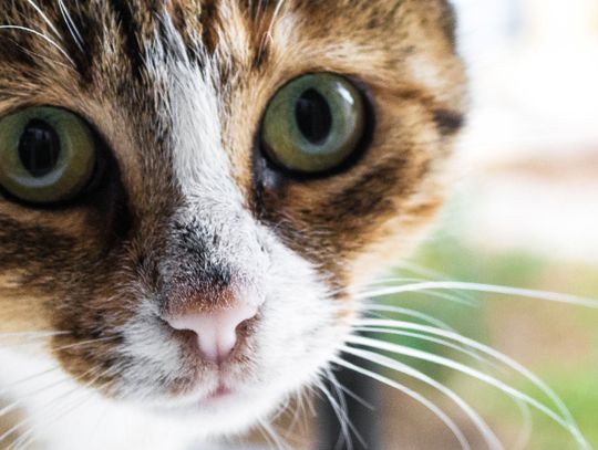 Trwa zbiórka dla bezdomnych kotów