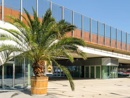 Trzy palmy na chorzowskim rynku!