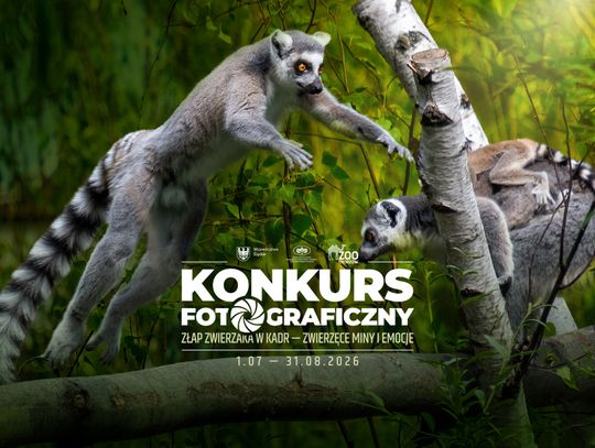 Uchwyć emocje zwierząt w chorzowskim zoo! Ruszyła kolejna edycja konkursu fotograficznego