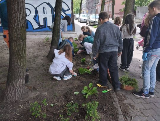 Uczennice i uczniowie chorzowskiej szkoły podstawowej posadzili rośliny na skwerku placówki