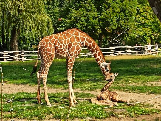 Na świat przyszedł nowy mieszkaniec śląskiego zoo. Jest przedstawicielem najwyższego ssaka na świecie