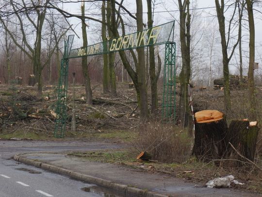Urząd miasta tłumaczy powody wycinki w Dolinie Górnika